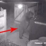 Bear ‘Steals’ Entire Dumpster From Pot Shop in Colorado